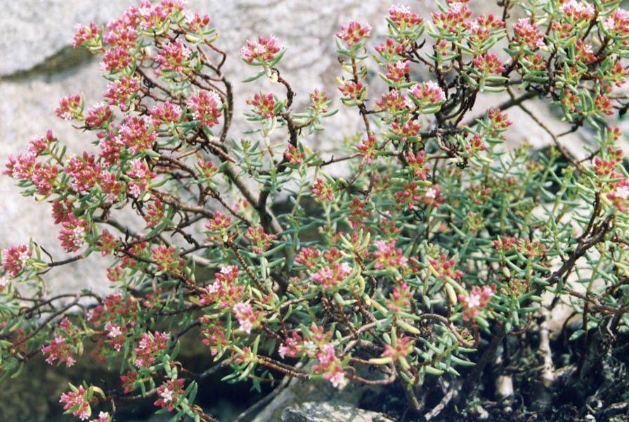 Crassula sarcocaulis